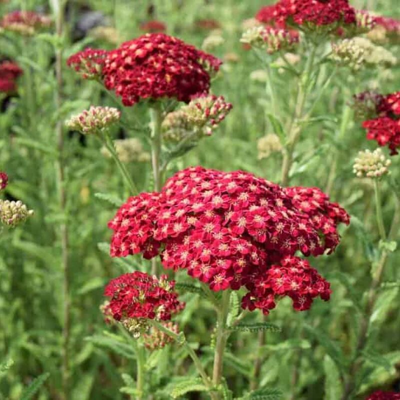 Achillea millefolium 'Red Velvet' ---